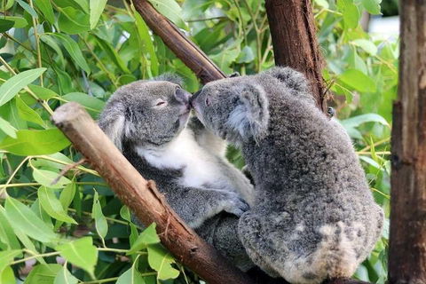 Classic Kuranda By Skyrail And Scenic Railway Including Rainforestation, Koala And Wildlife Park And Pamagirri Aboriginal Experi - Holiday Byron Bay 3