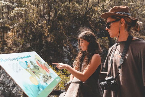 Springbrook AndTamborine Rainforest Tour Incl Natural Bridge And Glow Worm Cave - Holiday Byron Bay 0
