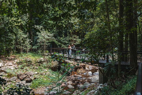 Springbrook AndTamborine Rainforest Tour Incl Natural Bridge And Glow Worm Cave - Holiday Byron Bay 3