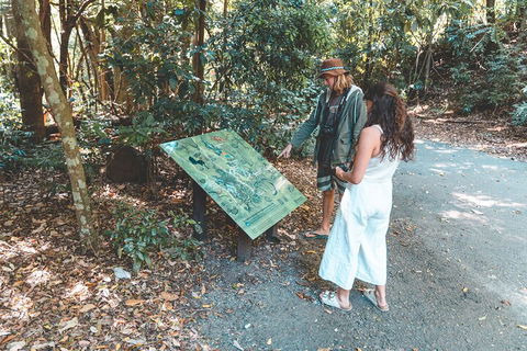 Springbrook AndTamborine Rainforest Tour Incl Natural Bridge And Glow Worm Cave - Holiday Byron Bay 5
