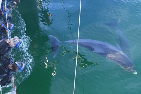 Dolphin Cruise From Adelaide With Optional Dolphin Swim - Holiday Byron Bay 0