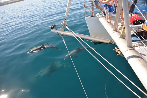 Dolphin Cruise From Adelaide With Optional Dolphin Swim - Holiday Byron Bay 1