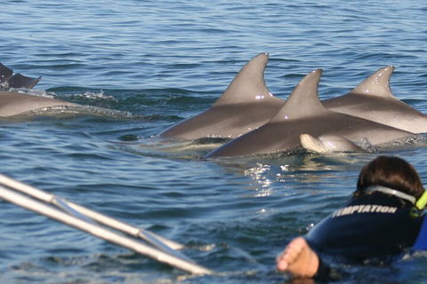 Dolphin Cruise From Adelaide With Optional Dolphin Swim - Holiday Byron Bay 2
