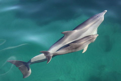 Dolphin Cruise From Adelaide With Optional Dolphin Swim - Holiday Byron Bay 4