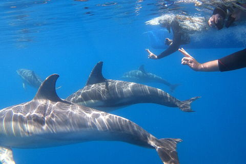 Dolphin Cruise From Adelaide With Optional Dolphin Swim - Holiday Byron Bay 5