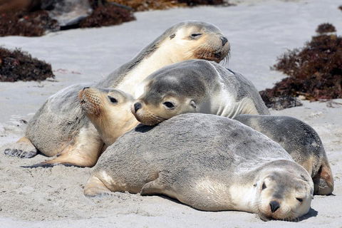 Small-Group Kangaroo Island 4WD Tour From Adelaide - Holiday Byron Bay 1