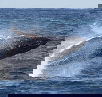 Whale Watching by Sea World Cruises - Holiday Byron Bay