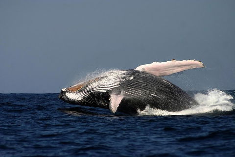 Sydney Whale-Watching Cruise Including Lunch Or Breakfast - Holiday Byron Bay 1