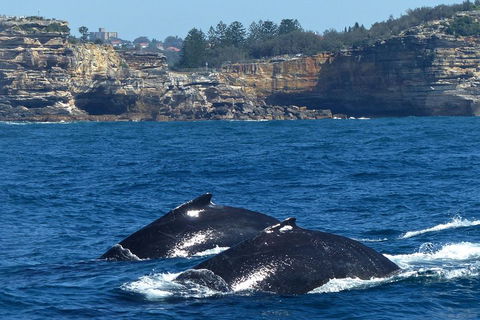 Sydney Whale-Watching Cruise Including Lunch Or Breakfast - Holiday Byron Bay 2