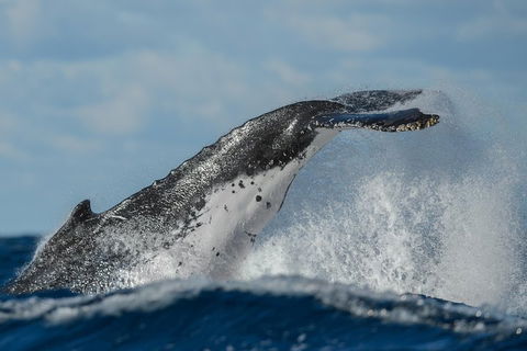 Sydney Whale-Watching Cruise Including Lunch Or Breakfast - Holiday Byron Bay 4