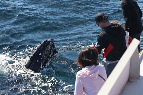 Sydney Whale-Watching Cruise Including Lunch Or Breakfast - Holiday Byron Bay 5