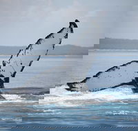 Hervey Bay Whale Watching Cruise - Holiday Byron Bay