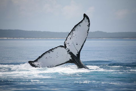 Hervey Bay Whale Watching Cruise - Holiday Byron Bay 0