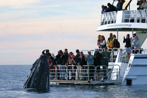 Hervey Bay Whale Watching Cruise - Holiday Byron Bay 1
