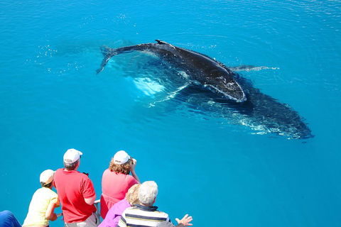 Hervey Bay Whale Watching Cruise - Holiday Byron Bay 2