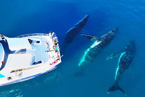 Hervey Bay Whale Watching Cruise - Holiday Byron Bay 3