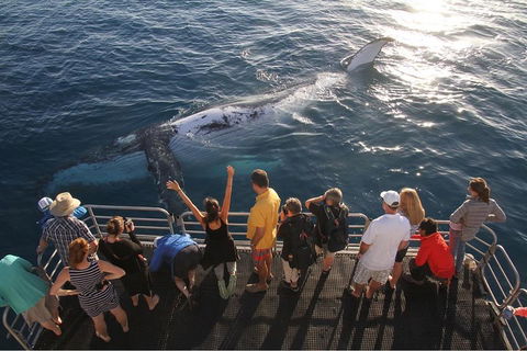 Hervey Bay Whale Watching Cruise - Holiday Byron Bay 4