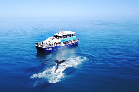 Hervey Bay Whale Watching Cruise - Holiday Byron Bay 5
