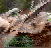 Melbourne Zoo General Entry Ticket