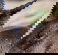 Australian Wildlife Tour at Melbourne Zoo Ticket