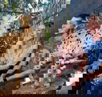 African Cat Encounter at Werribee Open Range Zoo