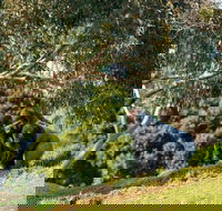 Early Morning Savannah Experience