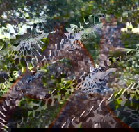 Werribee Open Range Zoo General Admission Ticket