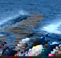 Tangalooma Island Resort Whale Watching Day Cruise - Holiday Byron Bay