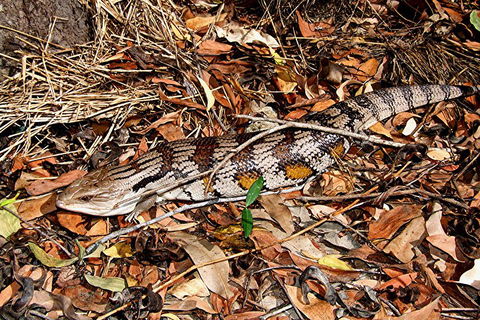 Hartley's Crocodile Adventures General Entry Ticket - Holiday Byron Bay 5