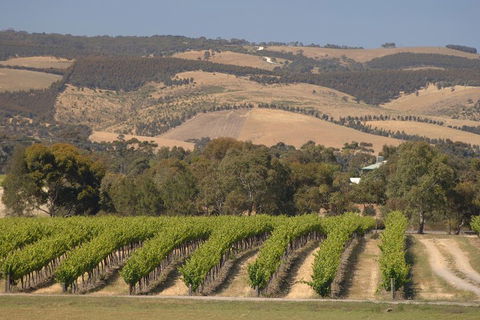McLaren Vale And Glenelg Wine Tasting And Sightseeing (Half-day Afternoon) - Holiday Byron Bay 2