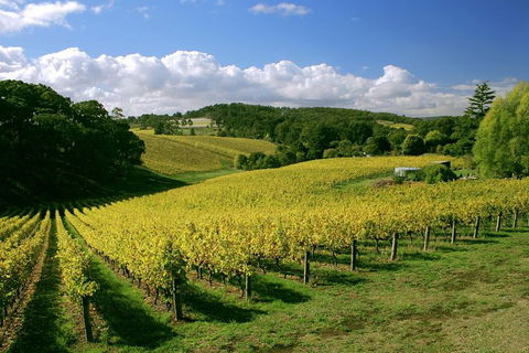 McLaren Vale And Glenelg Wine Tasting And Sightseeing (Half-day Afternoon) - Holiday Byron Bay 4