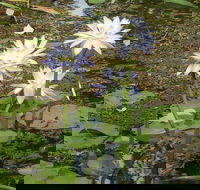 Yellow Water Cruise - Kakadu - Holiday Byron Bay