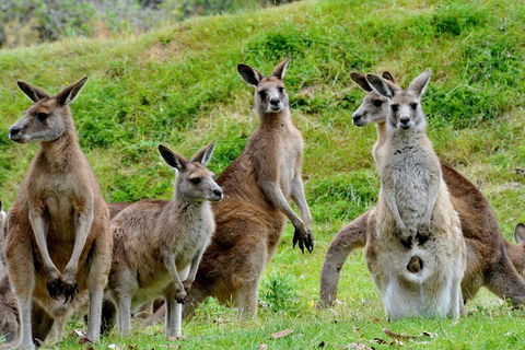 Private Day Tour Of Phillip Island Wildlife And Brighton Beach - Holiday Byron Bay 2