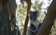 Private Day Tour Of Phillip Island Wildlife And Brighton Beach - thumb 3