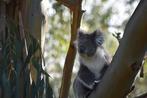 Private Day Tour Of Phillip Island Wildlife And Brighton Beach - Holiday Byron Bay 3