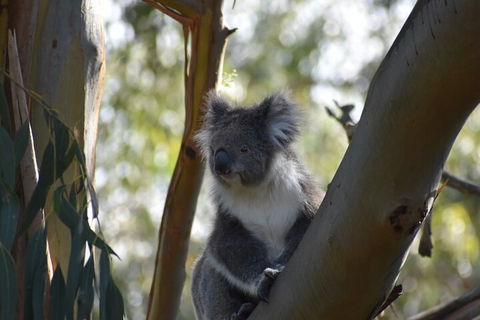 Healesville Sanctuary And Phillip Island Wildlife Bus Tour - Holiday Byron Bay 0