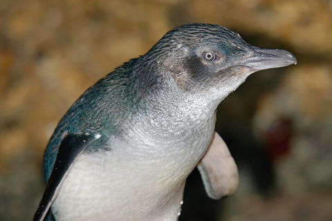 Healesville Sanctuary And Phillip Island Wildlife Bus Tour - Holiday Byron Bay 4