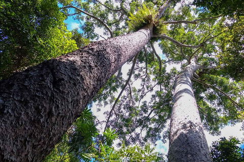 Paronella Park And Millaa Millaa Falls Full-day Tour From Cairns - Holiday Byron Bay 1
