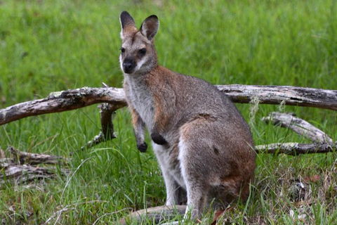 Ultimate Blue Mountains And Wildlife Tour - Holiday Byron Bay 0