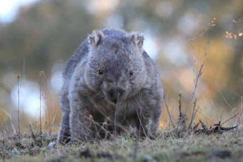Ultimate Blue Mountains And Wildlife Tour - Holiday Byron Bay 3