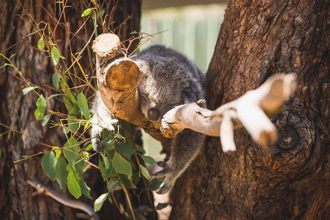 Phillip Island Medium Size Group Tour - Holiday Byron Bay 1