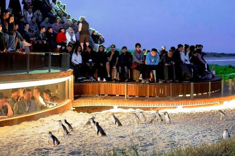 Phillip Island Medium Size Group Tour - Holiday Byron Bay 3
