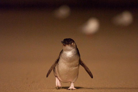 Phillip Island Medium Size Group Tour - Holiday Byron Bay 4