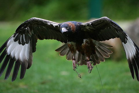 Yarra Valley Wildlife & Wine Day Tour From Melbourne With Healesville Sanctuary - Holiday Byron Bay 1