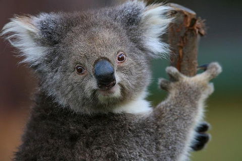 Yarra Valley Wildlife & Wine Day Tour From Melbourne With Healesville Sanctuary - Holiday Byron Bay 2