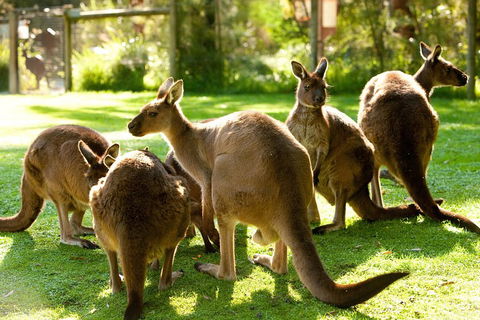 Yarra Valley Wildlife & Wine Day Tour From Melbourne With Healesville Sanctuary - Holiday Byron Bay 4