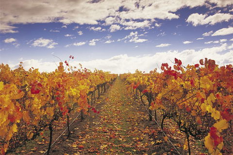 Yarra Valley Wildlife & Wine Day Tour From Melbourne With Healesville Sanctuary - Holiday Byron Bay 5