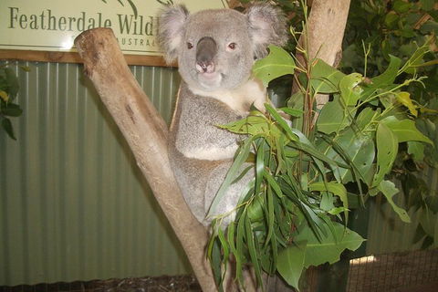 Full-Day Private Blue Mountains Tour With River Cruise - Holiday Byron Bay 2