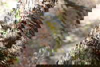 Byron Bay Combo Minyon Falls and Hinterland Day Trip and Learn to Surf at Byron Bay