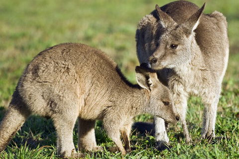 LGBT+ Friendly Full Day Phillip Island Private Tour - Holiday Byron Bay 3